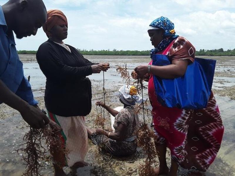 Reformar los sistemas alimentarios para evitar el agravamiento de la crisis de la tierra