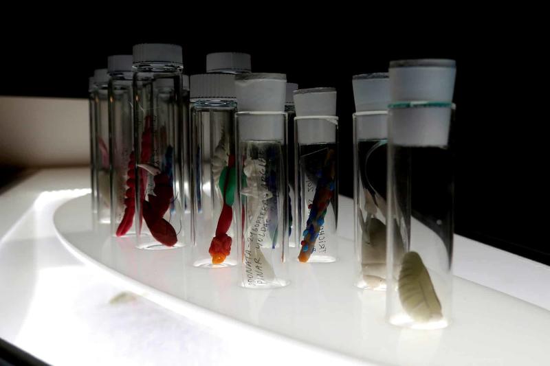 Bioarte en el Antropoceno: éticas vivas para la crisis ecológica