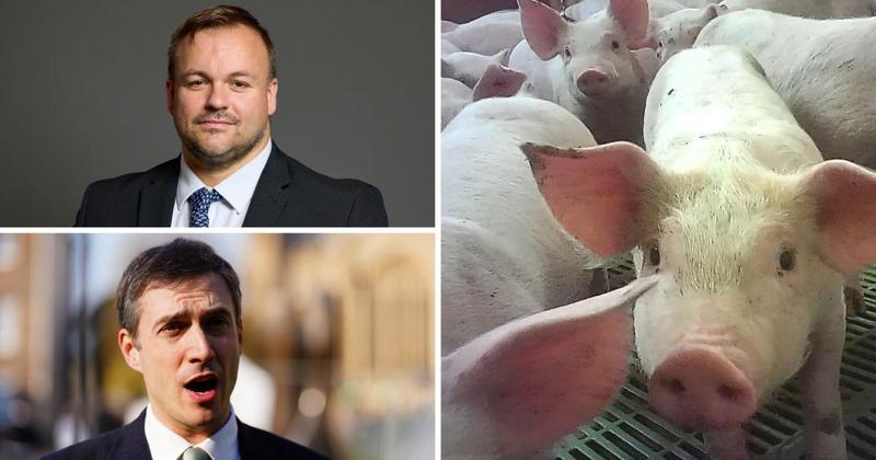 Norfolk MPs call for probe into farm animal abuse after 'horrifying' footage