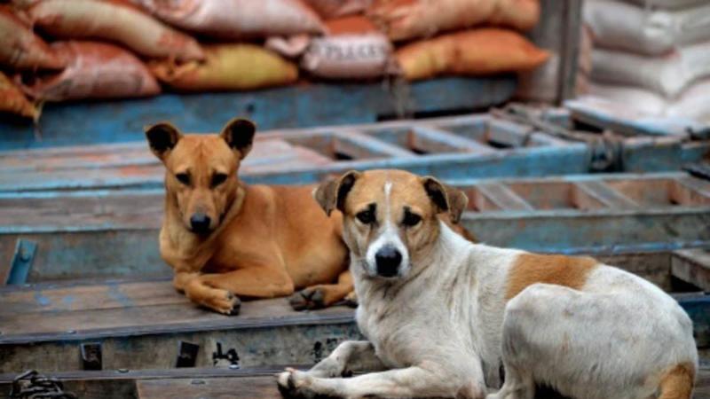 Opinion: Need To Protect Both Stray Dogs & Pedestrians From Cruelty