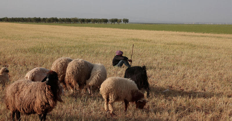 Historic drought, wheat shortage to test Syria's new leadership
