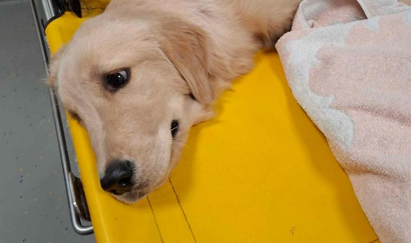 Livorno, gli animalisti si muovono per 
