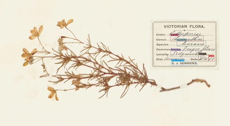 Botanical time machines: AI is unlocking a treasure trove of data held in herbarium collections