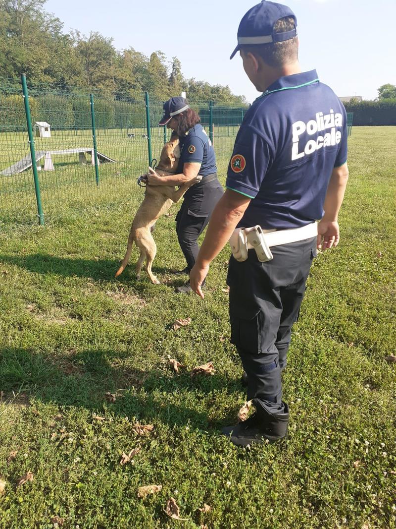 Cane legato a un albero senza acqua né cibo salvato dalla polizia locale di Monza