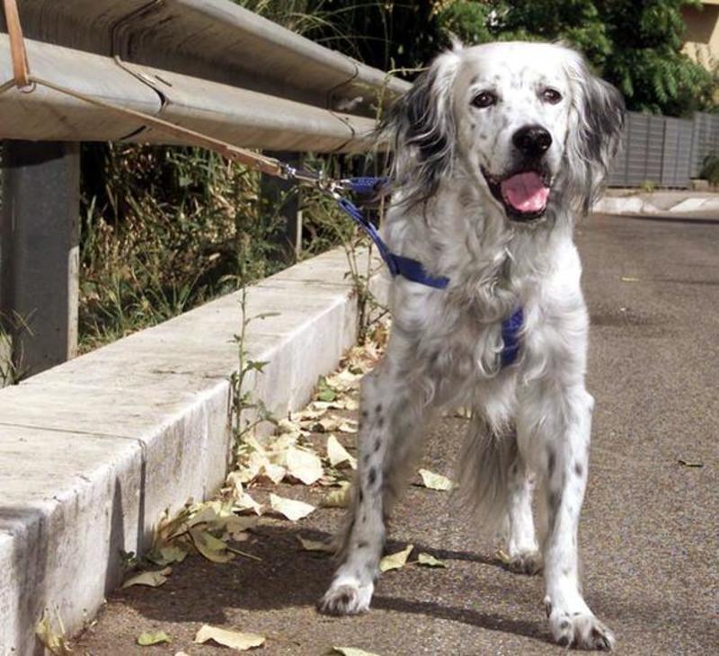 L’orrore degli animali maltrattati. Centinaia di denunce e sequestri