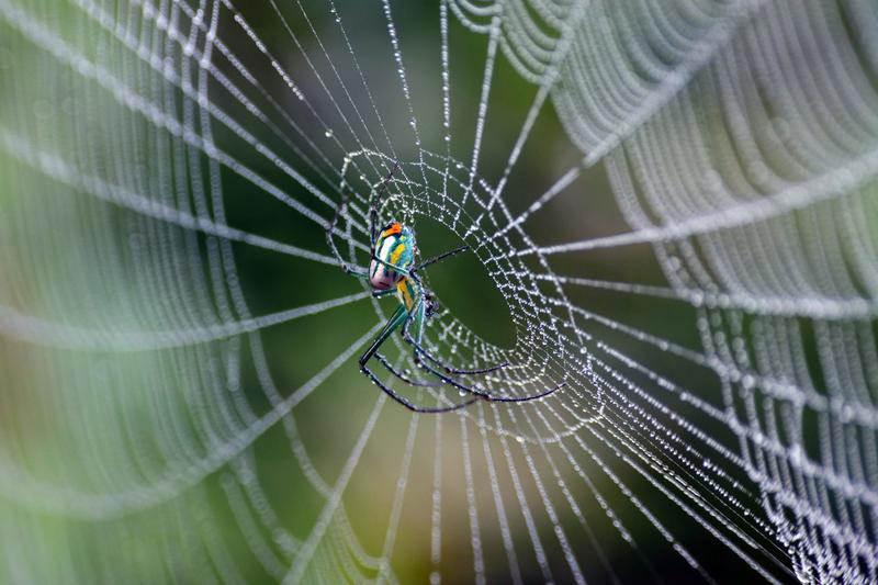 La toile d’araignée : merveille d’ingénierie naturelle depuis 400 millions d’années