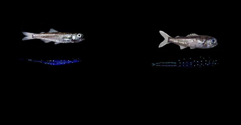 Le changement climatique pousse les poissons-lanternes de l’océan Austral dans un cul-de -sac