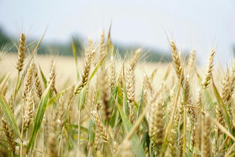 Australian farmland values are at lofty heights. Research reveals this could be hurting some farmers