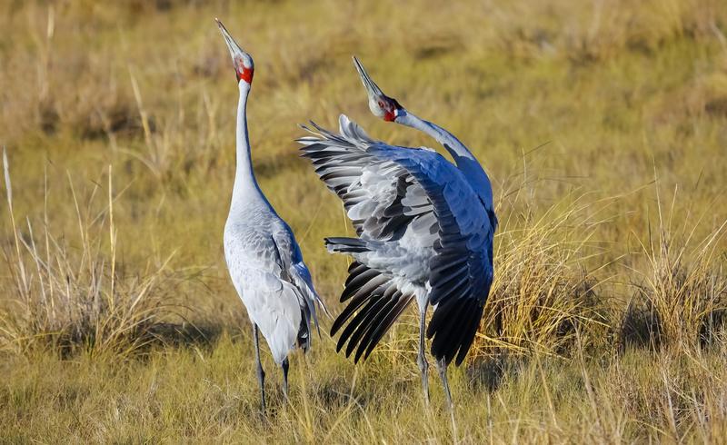 Want to see Australia’s rare and remarkable species for yourself? Here are 10 standout spots