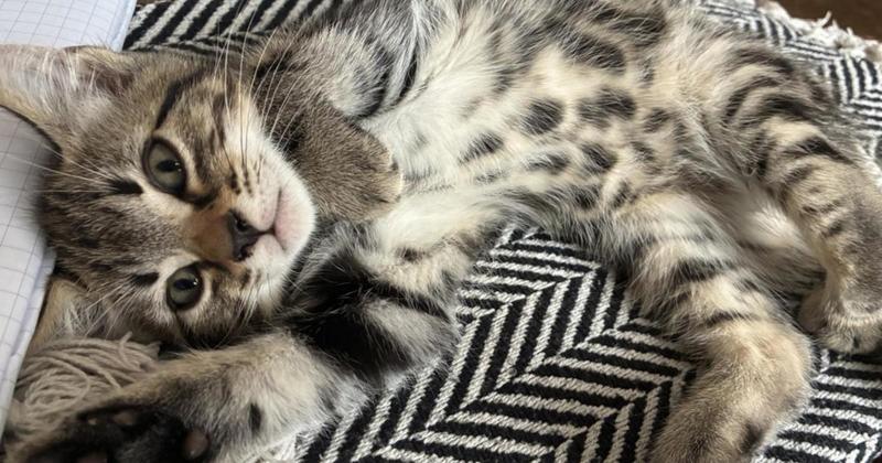 Stray kitten born with deformity has leg amputated