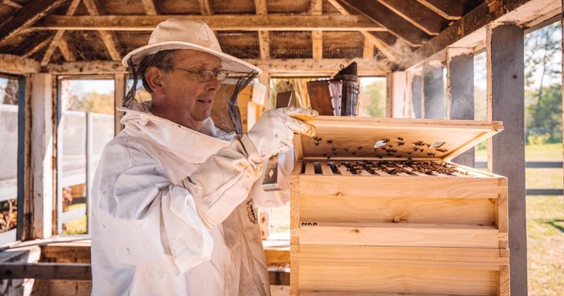 Beekeeper warns of 'catastrophic consequences' for Norfolk bee population