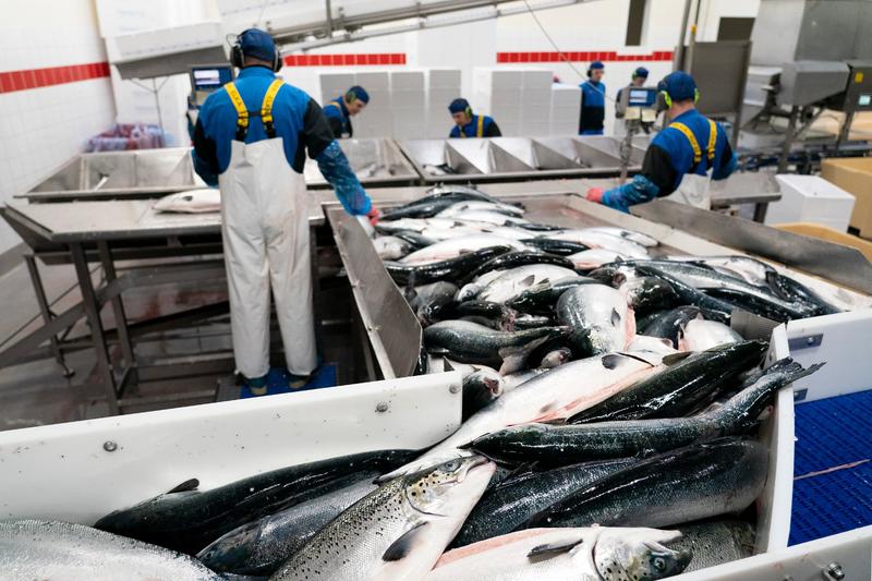 Fiskerinæringen er samfunnsbygger – ikke forbryter