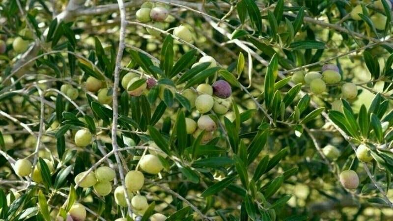 Southern Punjab’s ‘green gold’