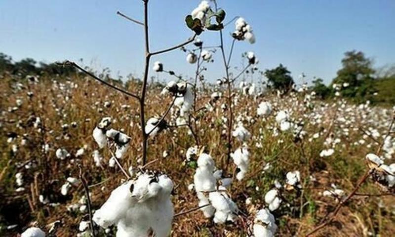 Cotton output falls 17pc amid Punjab slump
