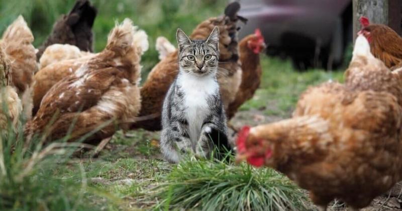 Another Voice: Food Security and Farm Protection Act hurts animals and states rights