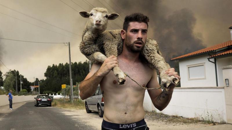 La ola de incendios ya ha causado unas pérdidas de al menos 600 millones de euros en agricultura