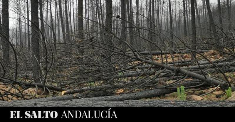 La gestión de los incendios en Andalucía necesita más prevención, transparencia y participación local