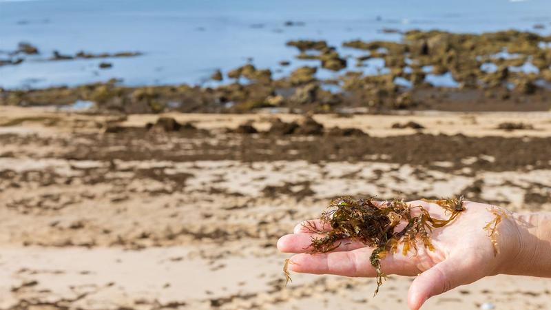 Da Crise à esperança: Como transformar a alga invasora numa oportunidade para o Algarve
