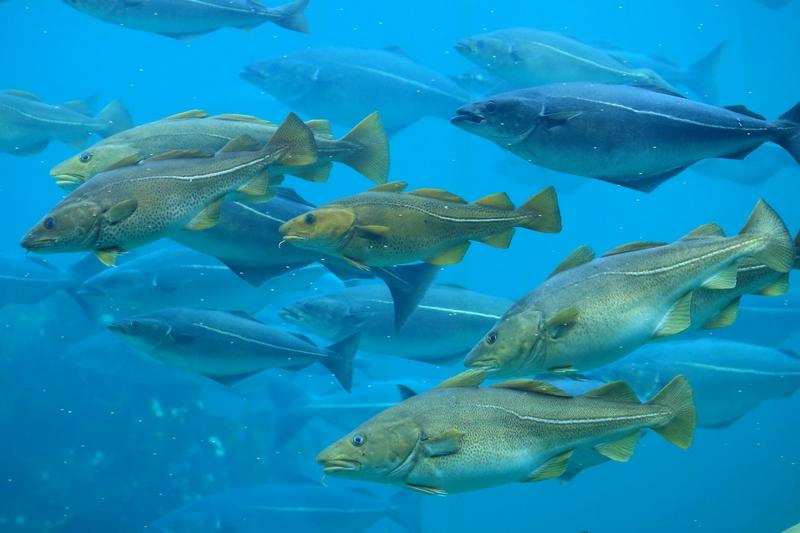 How climate change is making Europe’s fish move to new waters