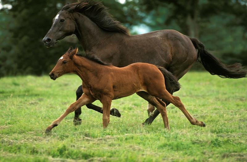 Four key health risks for racehorses – and how they can be minimised