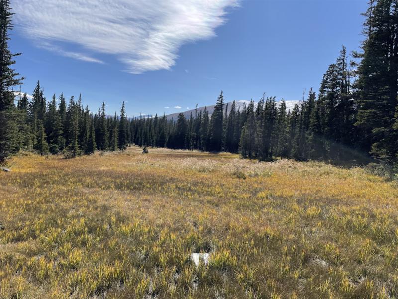 Colorado’s subalpine wetlands may be producing a toxic form of mercury – that’s a concern for downstream water supplies