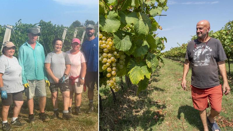 “Via alla vendemmia, sarà un'ottima annata”