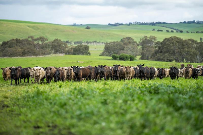 Reconnecter l’agriculture et l’élevage est nécessaire, mais l’effet rebond peut annuler les bénéfices espérés