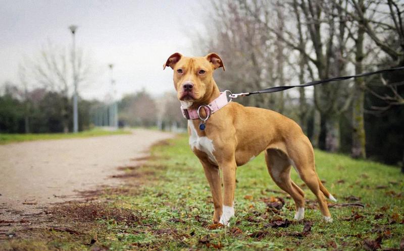 Uomo azzannato ai genitali da un pitbull in centro a Salò: il padrone del cane scappa invece che aiutarlo