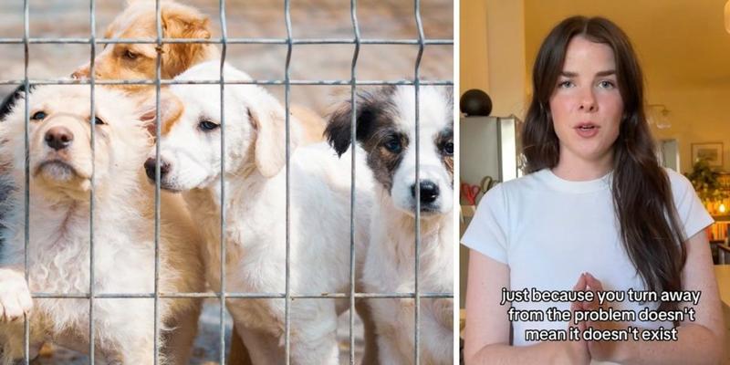Popular pet rescue advocate explains why she supports 'kill shelters' and it's eye-opening