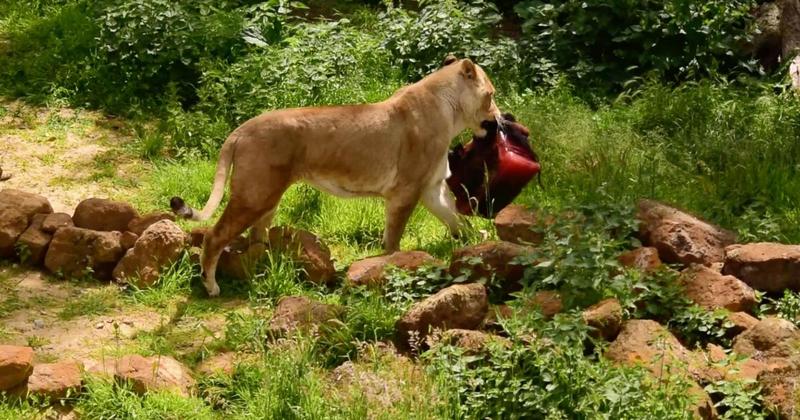 'Much-loved' animal dies at zoo