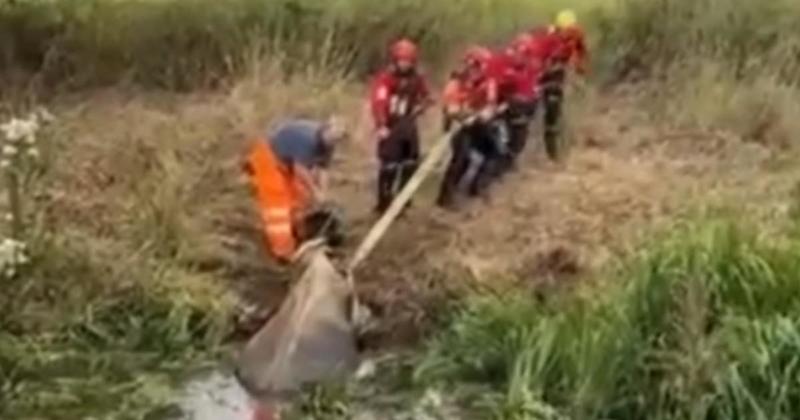 Cow rescued from canal by fire crews after getting stuck