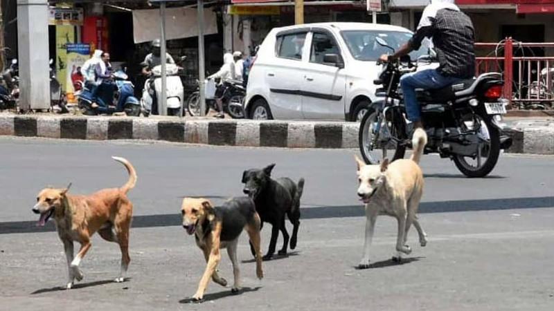 Opinion | How Not To Make A Dog’s Breakfast Of The Stray Issue: First-World Lessons