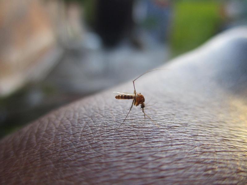 Prevenzione virus West Nile, questa sera disinfestazione antialare straordinaria