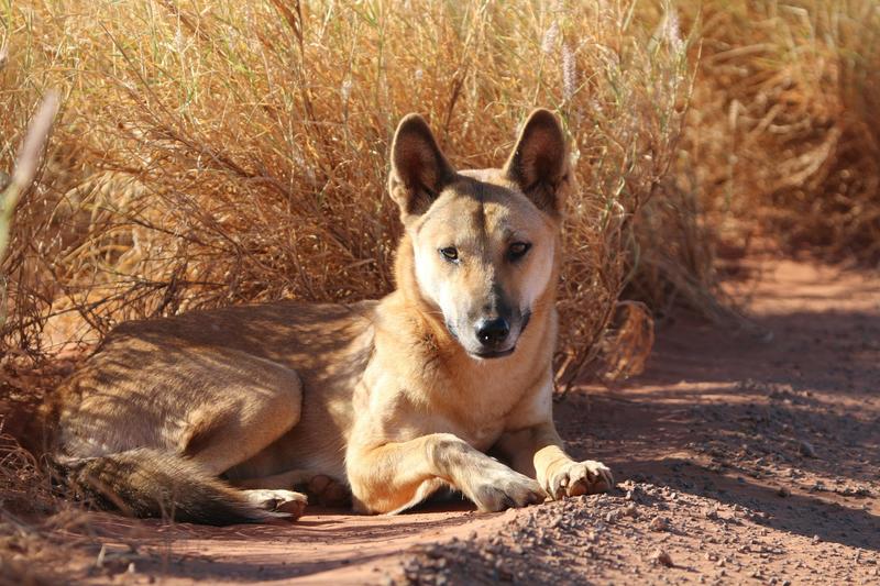 Dingoes are not domestic dogs – new evidence shows these native canines are on their own evolutionary path
