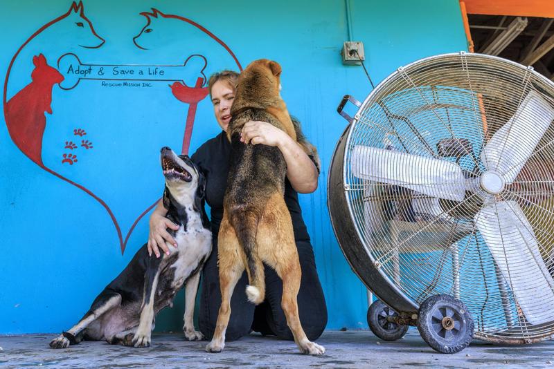 Mascotas abandonadas por migrantes deportados agravan crisis de refugios animales en EEUU
