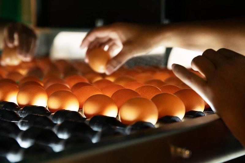 Brasileiro consome 288 ovos por ano, e está no topo dos dez mais