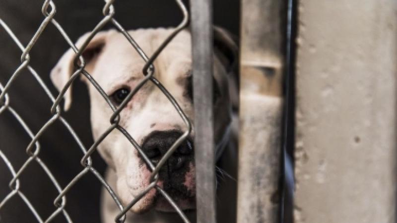 Salvati due cani abbandonati su un balcone e in parcheggio di un supermercatoDenunciati i proprietari