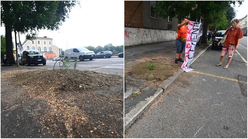 Abbattuto il pino di via Don Minzoni dopo 4 giorni di ‘lotta’. Il Comune: “Pianta pericolosa”