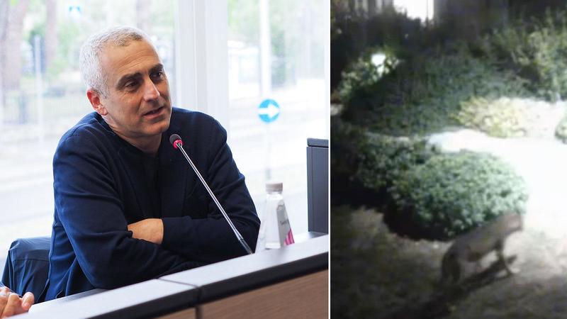 Allarme lupi a Rimini, sale il livello di allerta: 
