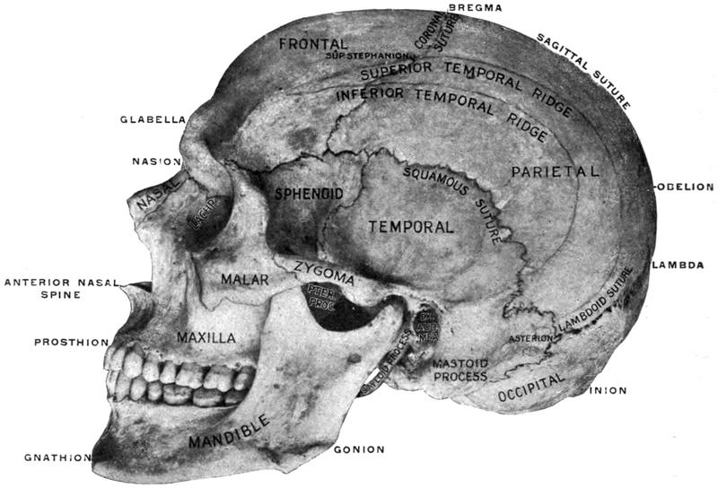 How the racist study of skulls gripped Victorian Britain’s scientists