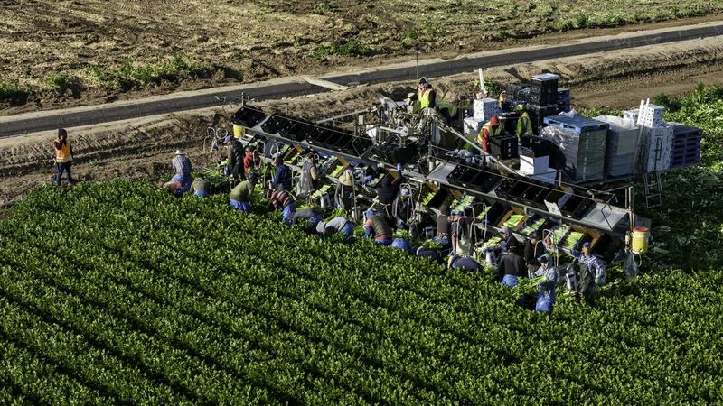 ‘These people do it naturally’: President Trump’s views on immigrant farmworkers reflect a long history of how farming has been idealized and practiced in America