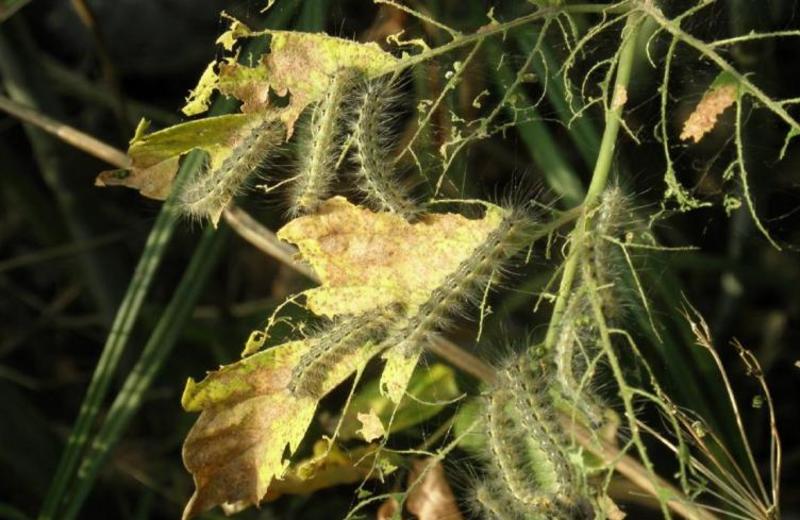 Ifantria americana: quali danni provoca l’insetto che prolifera con il caldo