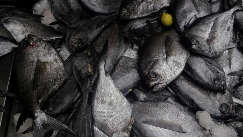 Sernapesca niega la existencia de denuncias formales por usos abusivos de la “Ley Lafkenche”