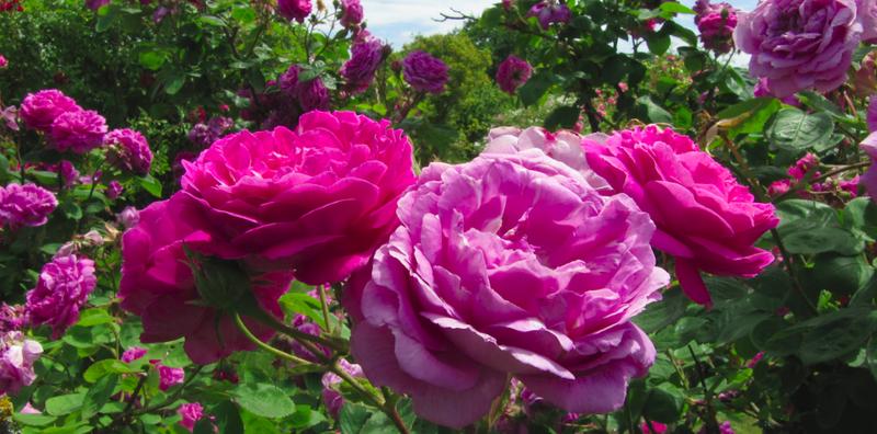 Comment le croisement des roses d’Orient et d’Occident au XIXᵉ siècle a totalement changé nos jardins