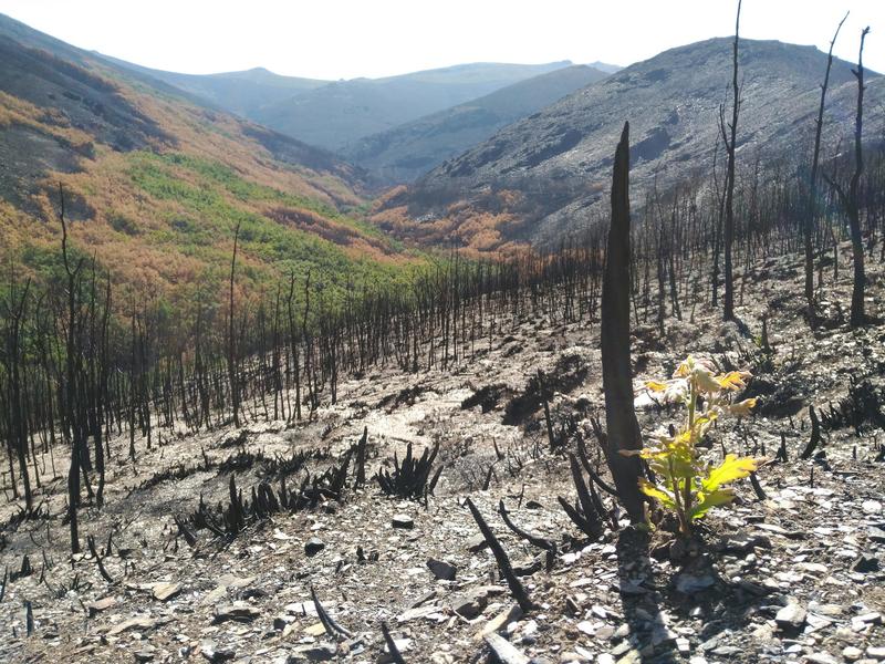 ¿Puede la vegetación recuperarse por sí sola después de un gran incendio?