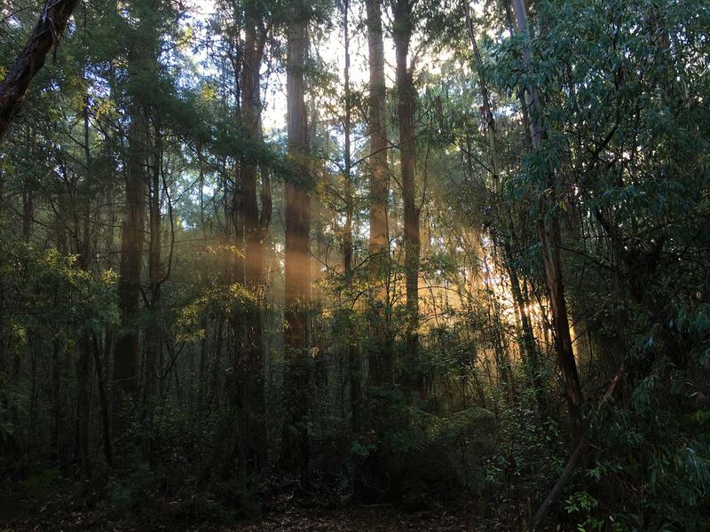 Climate change is driving a silent, sinister change in Australia’s mountain ash forests