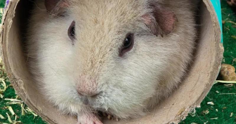 Guinea pig rescue centre struggling after Facebook hack deleted page