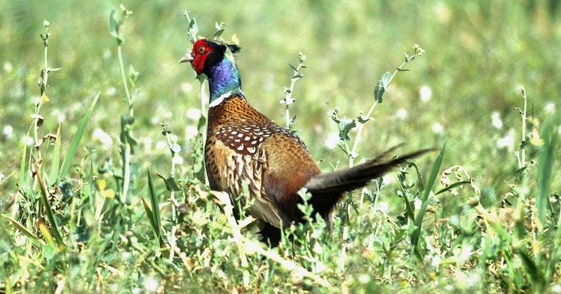 Chief vet warns of rising bird flu risk in coastal counties and game flocks