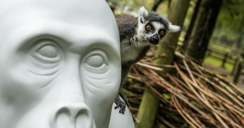 GoGoSafari sculptures to take over Norfolk Zoo for farewell event