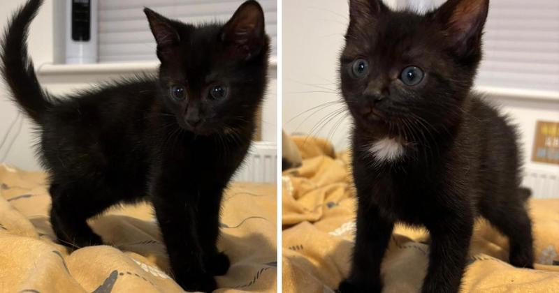 'Inseparable' kittens who were found abandoned are up for adoption